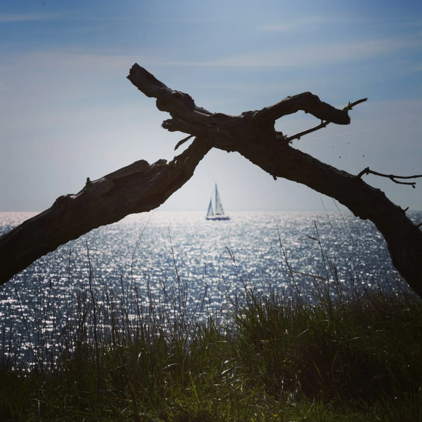 Segelboot auf glitzernder Ostsee, gerahmt von einem alten Ast